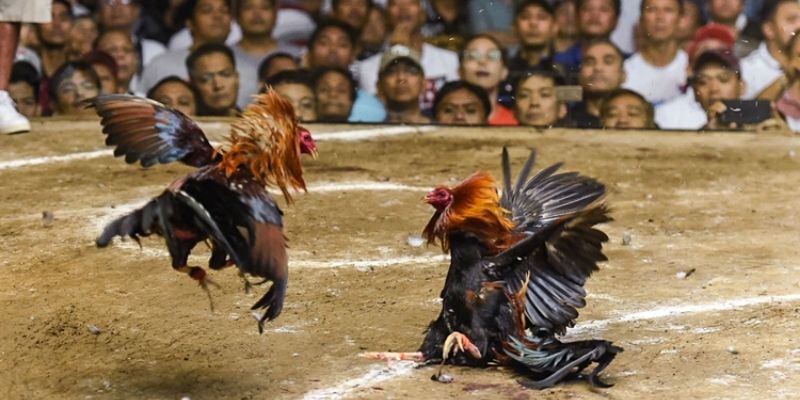TOP BÍ KÍP ĐÁ GÀ CỰA SẮT GIÚP BẠN THẮNG ĐẬM MỖI NGÀY 4 Bí kíp thắng lớn trong đá gà cựa sắt