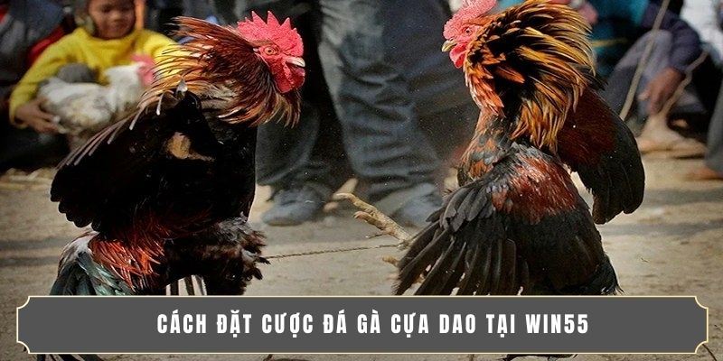 ĐÁ GÀ CỰA DAO | THÚ VUI CỰC HOT DÀNH CHO CÁC TÍN ĐỒ 4 Cách đặt cược đá gà cựa dao tại WIN55