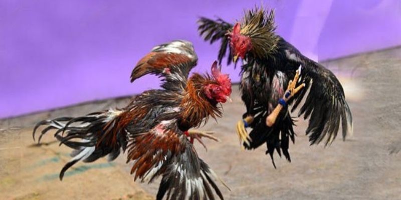 CÁCH ÉP CÂN GÀ ĐÁ HIỆU QUẢ GIÚP CHIẾN KÊ DŨNG MÃNH 3 Cách ép cân gà đá giúp gà khỏe mạnh