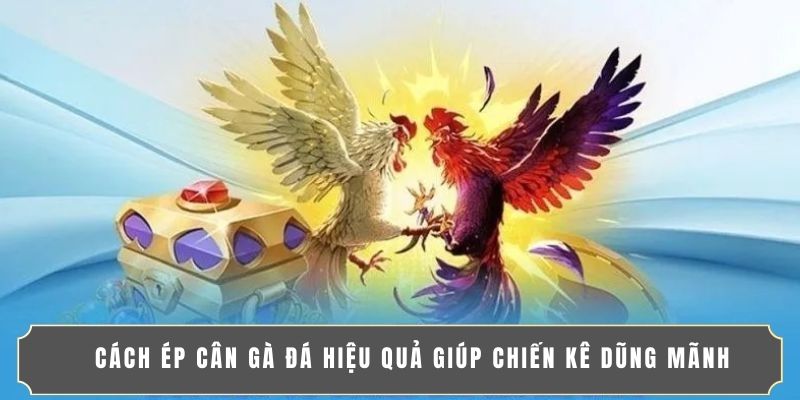 CÁCH ÉP CÂN GÀ ĐÁ HIỆU QUẢ GIÚP CHIẾN KÊ DŨNG MÃNH