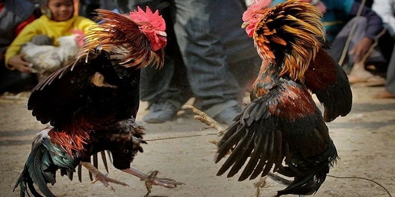 CÁCH ÉP CÂN GÀ ĐÁ HIỆU QUẢ GIÚP CHIẾN KÊ DŨNG MÃNH 4 Cách ép cân gà đá và những lưu ý