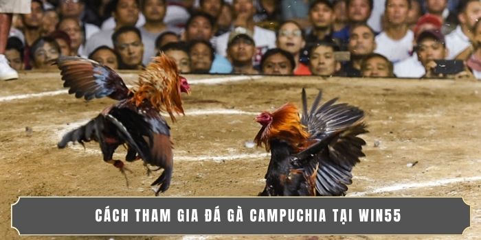 ĐÁ GÀ CAMPUCHIA | NƠI HỘI TỤ CAO THỦ, TRẬN CẦU NẢY LỬA 4 Cách tham gia đá gà Campuchia tại WIN55