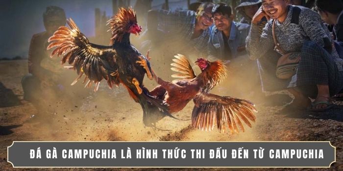 ĐÁ GÀ CAMPUCHIA | NƠI HỘI TỤ CAO THỦ, TRẬN CẦU NẢY LỬA 2 Đá gà Campuchia là hình thức thi đấu đến từ Campuchia