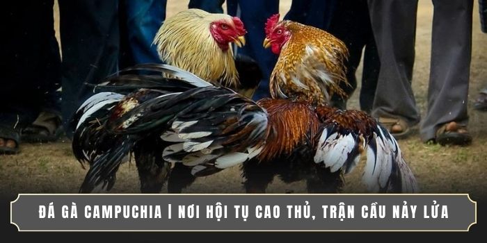 ĐÁ GÀ CAMPUCHIA | NƠI HỘI TỤ CAO THỦ, TRẬN CẦU NẢY LỬA