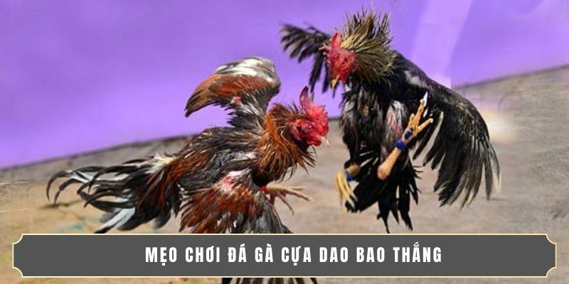 ĐÁ GÀ CỰA DAO | THÚ VUI CỰC HOT DÀNH CHO CÁC TÍN ĐỒ 3 Mẹo chơi đá gà cựa dao bao thắng