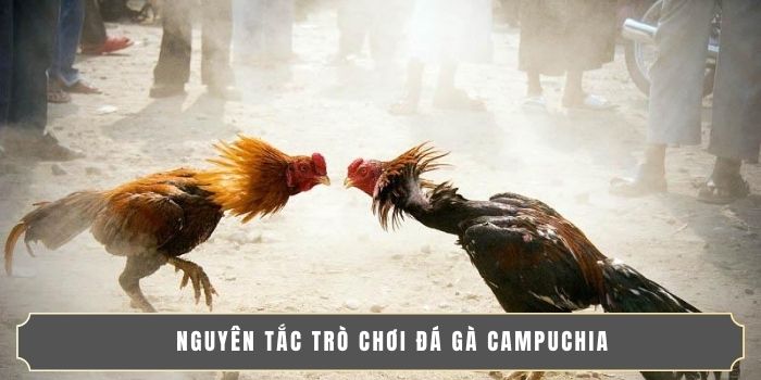ĐÁ GÀ CAMPUCHIA | NƠI HỘI TỤ CAO THỦ, TRẬN CẦU NẢY LỬA 3 Nguyên tắc trò chơi đá gà Campuchia