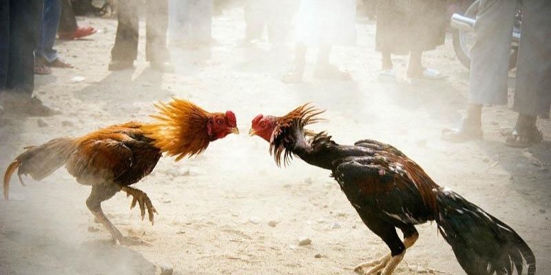 TOP BÍ KÍP ĐÁ GÀ CỰA SẮT GIÚP BẠN THẮNG ĐẬM MỖI NGÀY 2 Những giống gà thường gặp trong đá gà cựa sắt