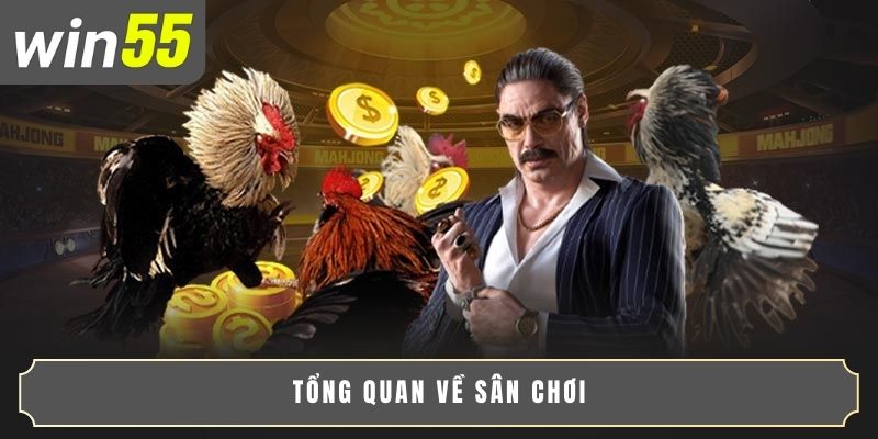 Tổng quan về sân chơi